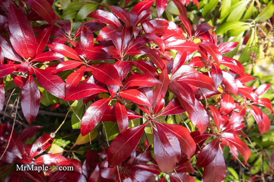 '- Pieris japonica 'Katsura' Flowering Japanese andromeda - Mr Maple │ Buy Japanese Maple Trees