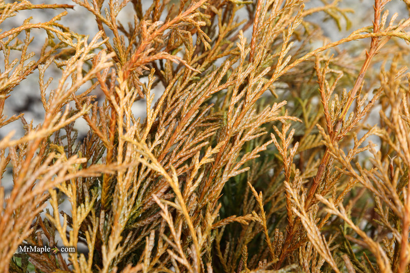 Chamaecyparis pisifera 'King's Gold' Yellow Cypress