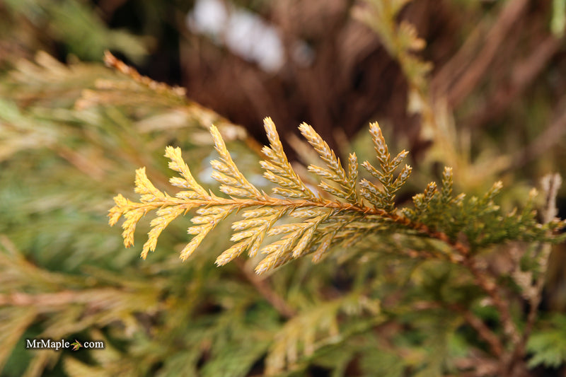 Chamaecyparis pisifera 'King's Gold' Yellow Cypress