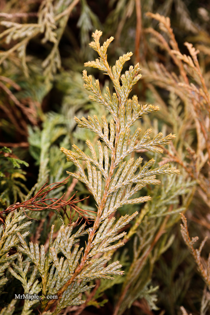 Chamaecyparis pisifera 'King's Gold' Yellow Cypress