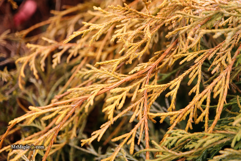 Chamaecyparis pisifera 'King's Gold' Yellow Cypress