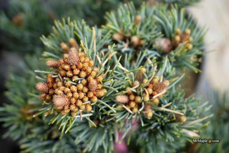 Pinus parviflora 'Kinpo' Dwarf White Pine