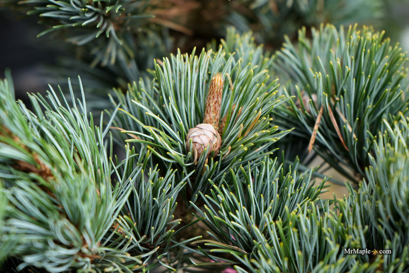 Pinus parviflora 'Kinpo' Dwarf White Pine