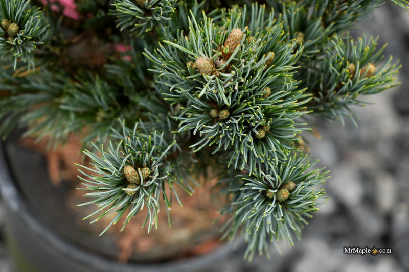 Pinus parviflora 'Kinpo' Dwarf White Pine