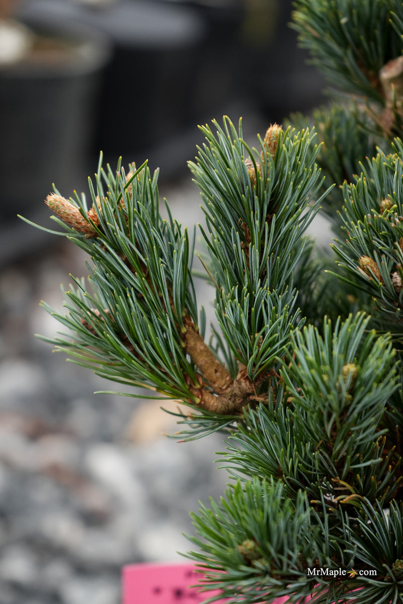 Pinus parviflora 'Kinpo' Dwarf White Pine