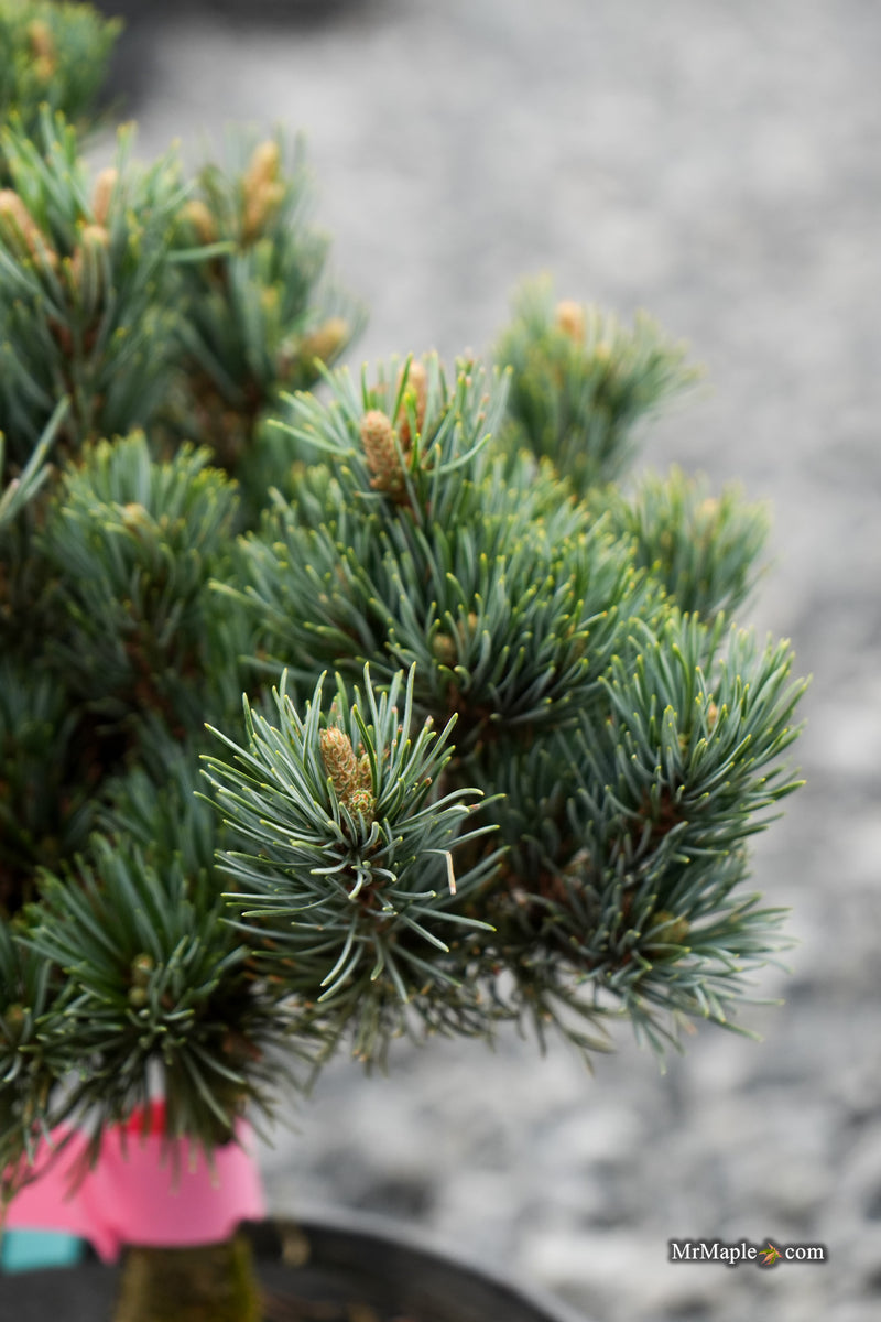 Pinus parviflora 'Kinpo' Dwarf White Pine