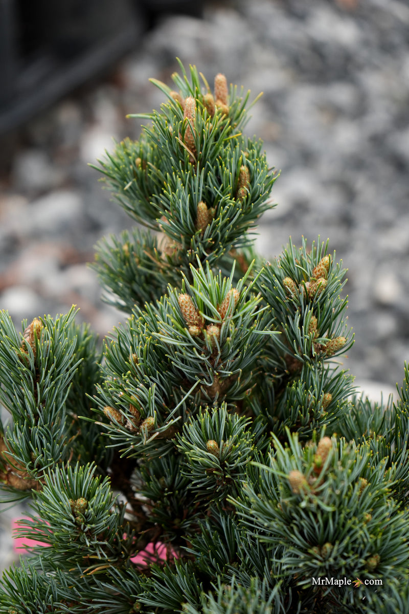 Pinus parviflora 'Kinpo' Dwarf White Pine