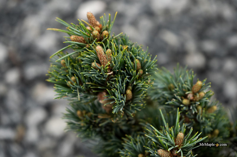 Pinus parviflora 'Kinpo' Dwarf White Pine