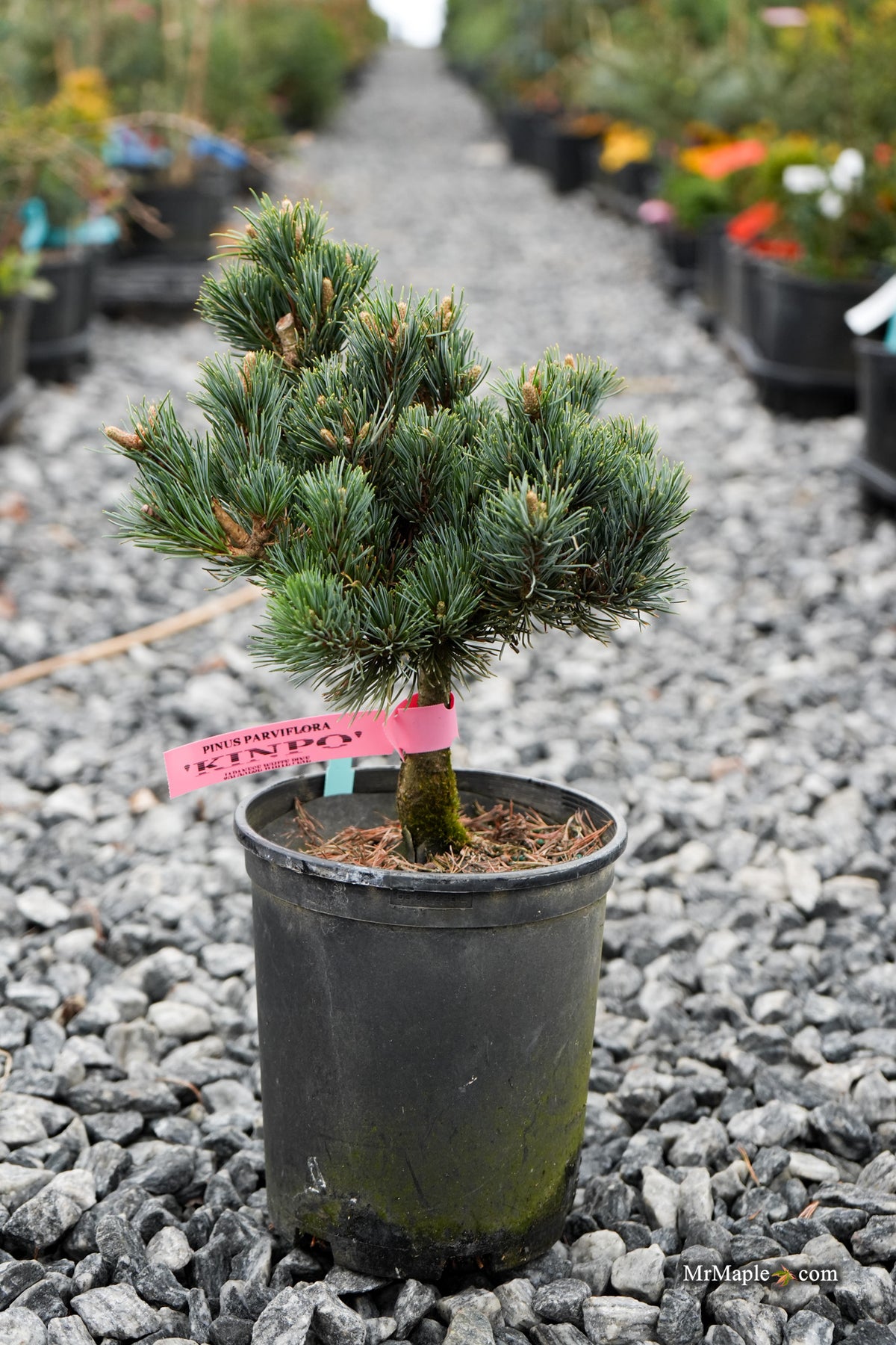 japanese white pine pinus parviflora tree bonsai Buy Pinus parviflora 'Baldwin' Dwarf White Pine — Mr Maple │ Buy Japanese Maple Trees