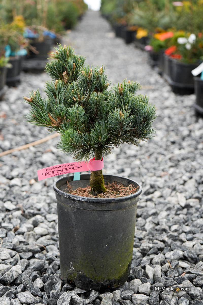 Pinus parviflora 'Kinpo' Dwarf White Pine