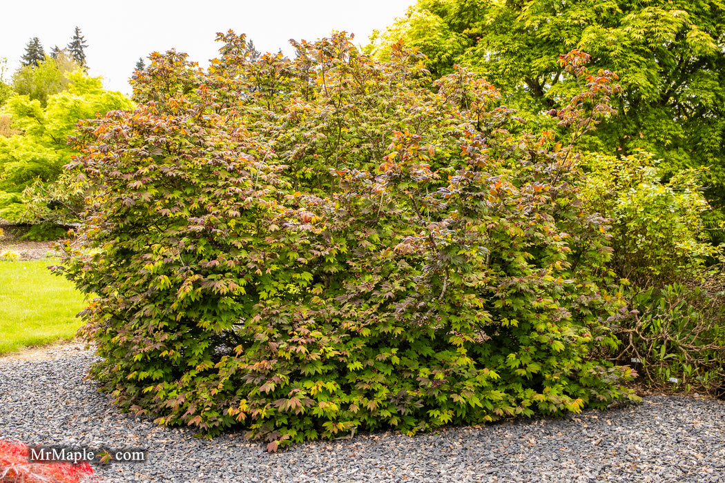 Acer circinatum 'Kisetsu dore' Japanese Maple