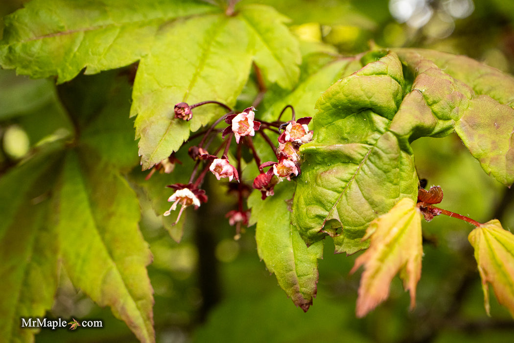 Acer circinatum 'Kisetsu dore' Japanese Maple