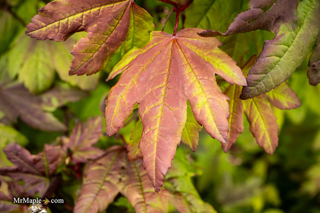 Acer circinatum 'Kisetsu dore' Japanese Maple