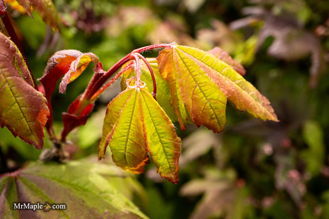 Acer circinatum 'Kisetsu dore' Japanese Maple