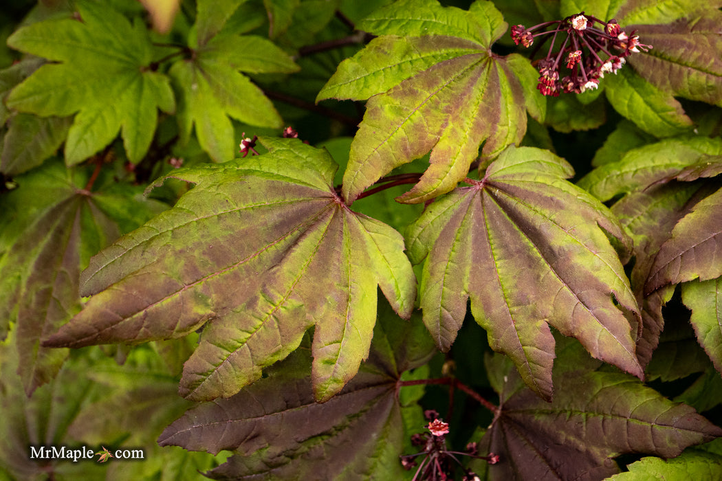 Acer circinatum 'Kisetsu dore' Japanese Maple