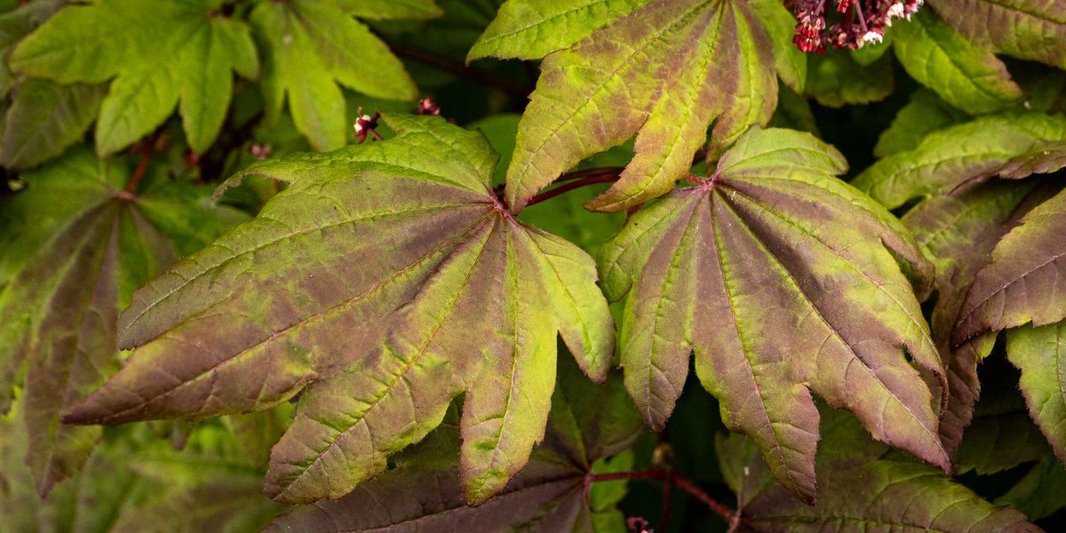 Buy Acer circinatum 'Kisetsu dore' Japanese Maple — Mr Maple