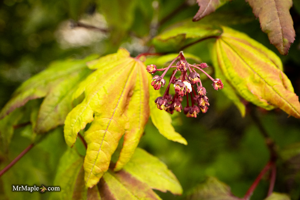 Acer circinatum 'Kisetsu dore' Japanese Maple