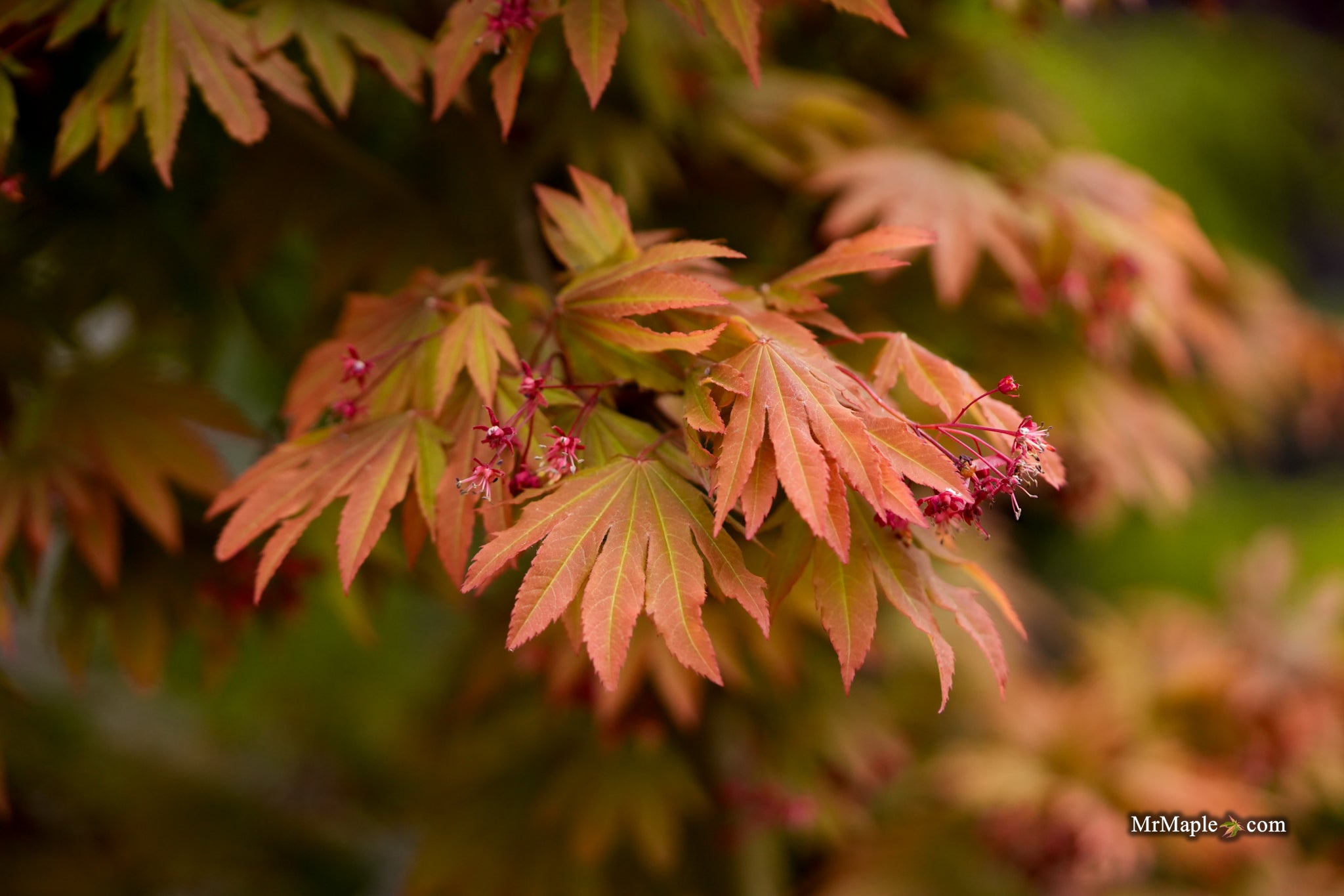 Buy Acer circinatum 'Kisetsu dore' Japanese Maple — Mr Maple