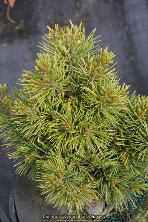 Pinus parviflora 'Kiyomatsu' Japanese White Pine