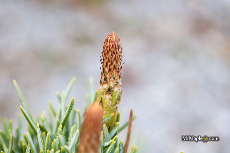 Pinus parviflora 'Kobe' Dwarf White Pine