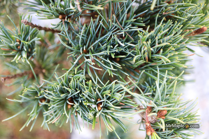 Pinus parviflora 'Kobe' Dwarf White Pine