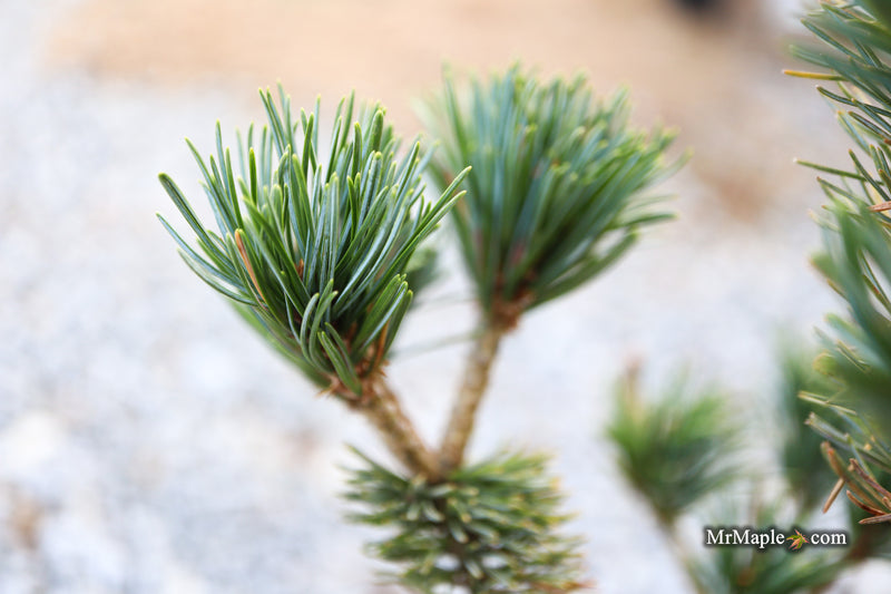 Pinus parviflora 'Kobe' Dwarf White Pine