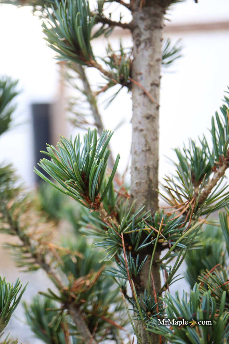 Pinus parviflora 'Kobe' Dwarf White Pine