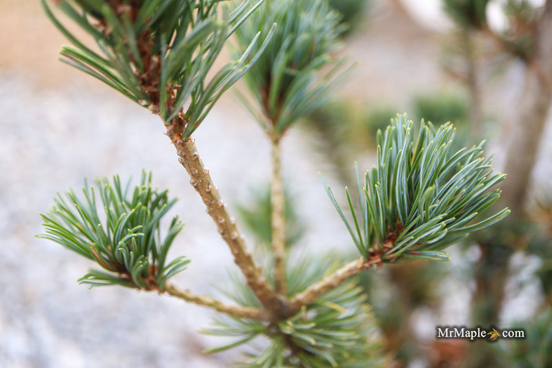 Pinus parviflora 'Kobe' Dwarf White Pine