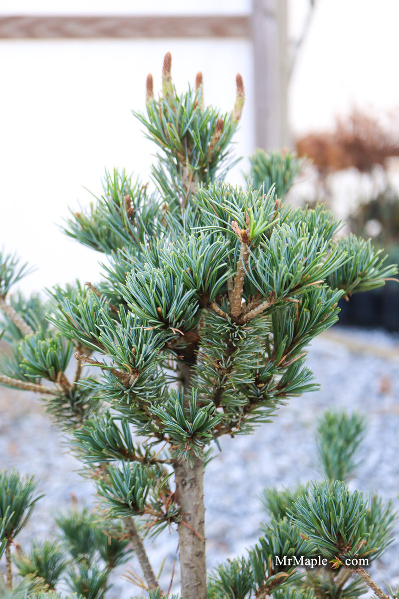 Pinus parviflora 'Kobe' Dwarf White Pine