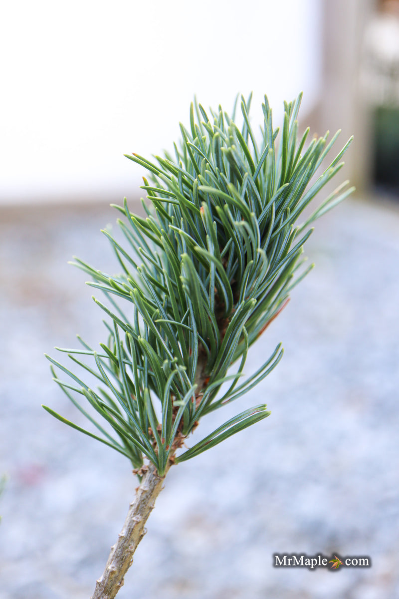 Pinus parviflora 'Kobe' Dwarf White Pine