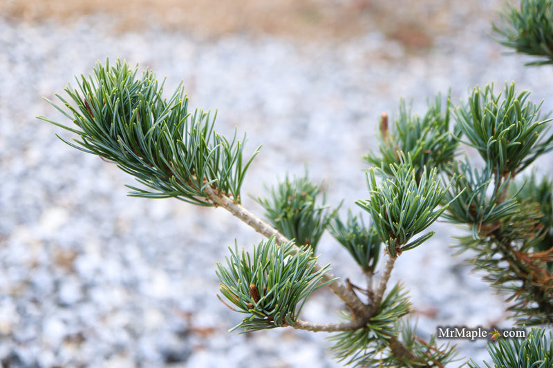 Pinus parviflora 'Kobe' Dwarf White Pine