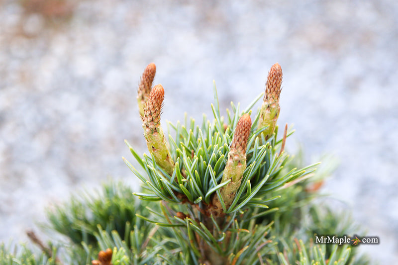 Pinus parviflora 'Kobe' Dwarf White Pine