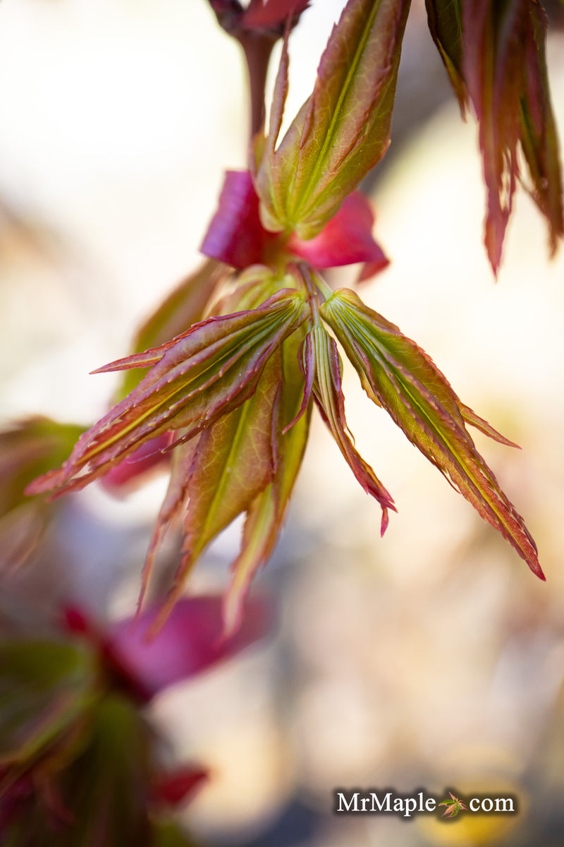 - Acer palmatum 'Koi' Dwarf Japanese Maple - Mr Maple │ Buy Japanese Maple Trees