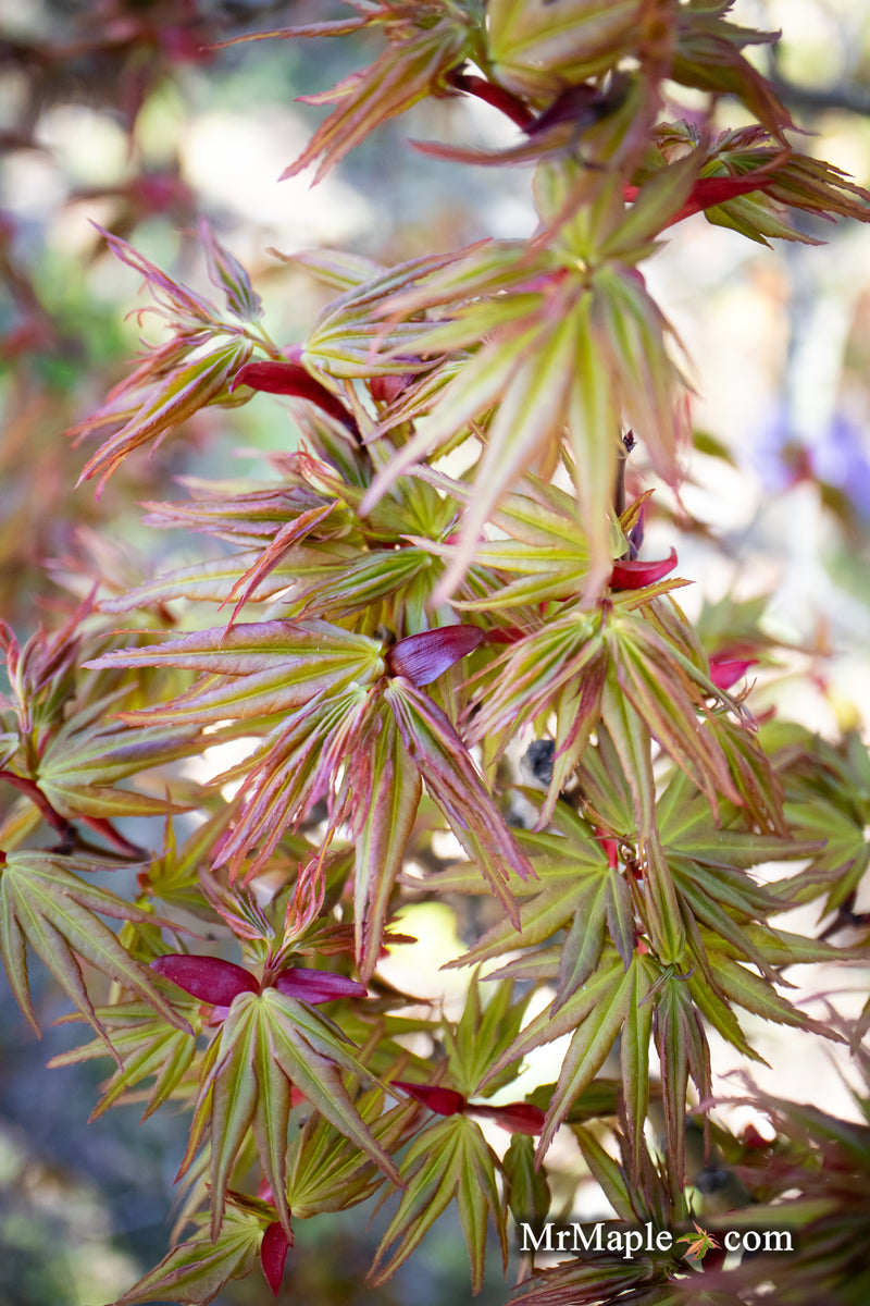 - Acer palmatum 'Koi' Dwarf Japanese Maple - Mr Maple │ Buy Japanese Maple Trees