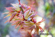 - Acer palmatum 'Koi' Dwarf Japanese Maple - Mr Maple │ Buy Japanese Maple Trees
