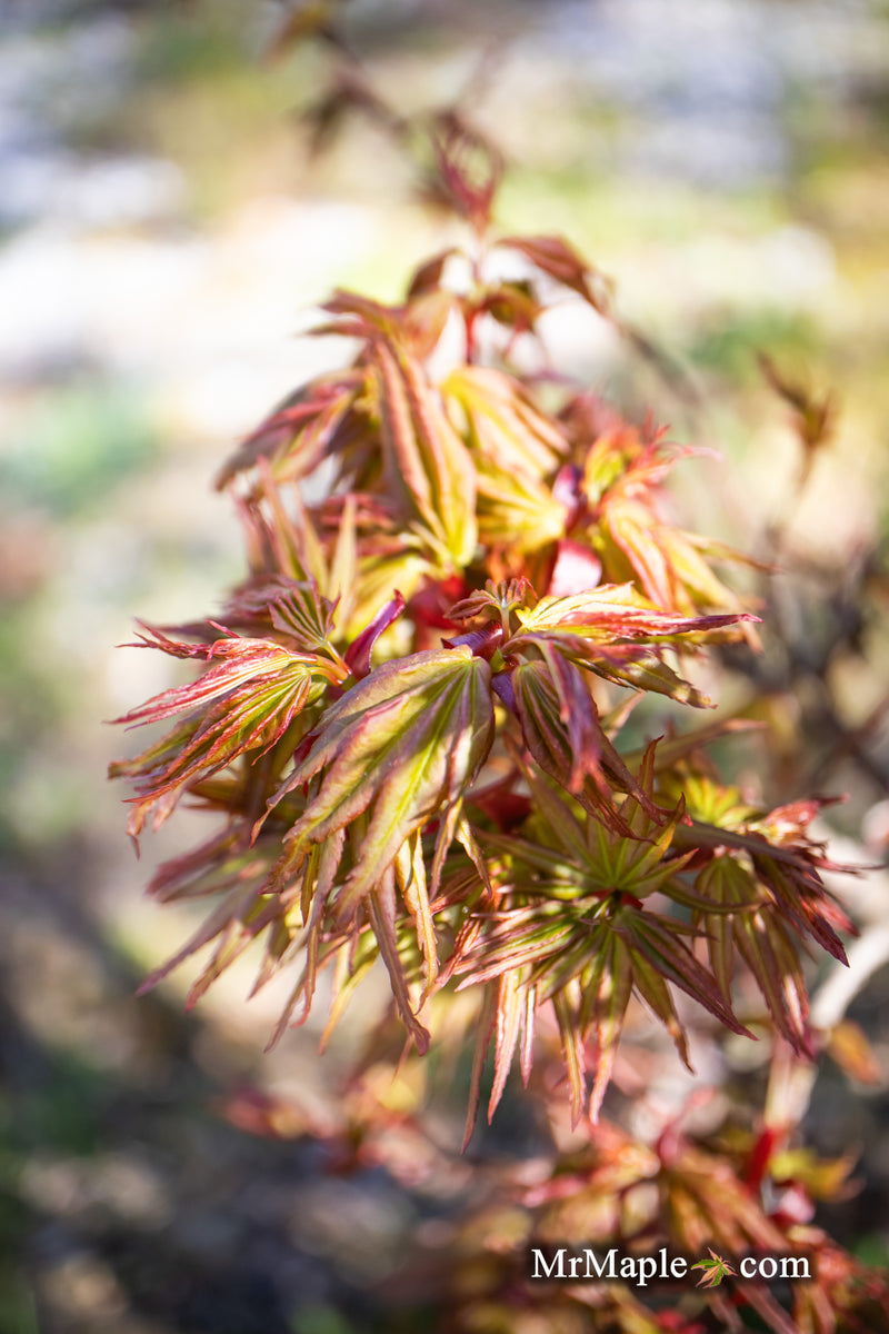 - Acer palmatum 'Koi' Dwarf Japanese Maple - Mr Maple │ Buy Japanese Maple Trees