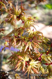 - Acer palmatum 'Koi' Dwarf Japanese Maple - Mr Maple │ Buy Japanese Maple Trees