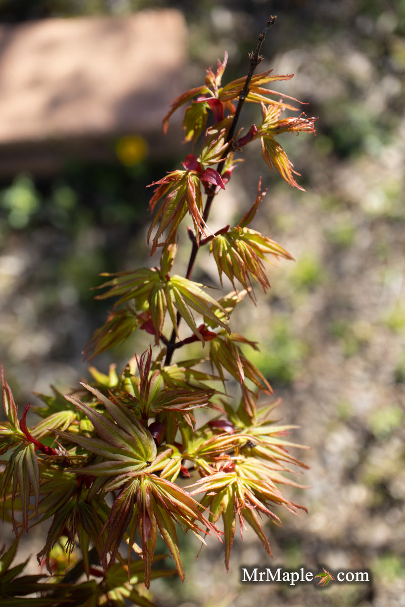 - Acer palmatum 'Koi' Dwarf Japanese Maple - Mr Maple │ Buy Japanese Maple Trees