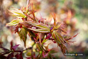 - Acer palmatum 'Koi' Dwarf Japanese Maple - Mr Maple │ Buy Japanese Maple Trees
