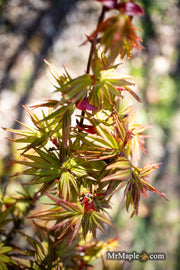 - Acer palmatum 'Koi' Dwarf Japanese Maple - Mr Maple │ Buy Japanese Maple Trees