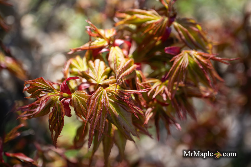 - Acer palmatum 'Koi' Dwarf Japanese Maple - Mr Maple │ Buy Japanese Maple Trees