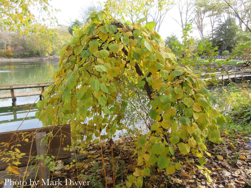 Cercis canadensis ‘Lavender Twist®’ Eastern Redbud Tree