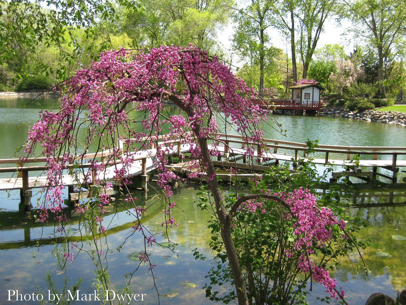 Cercis canadensis ‘Lavender Twist®’ Eastern Redbud Tree