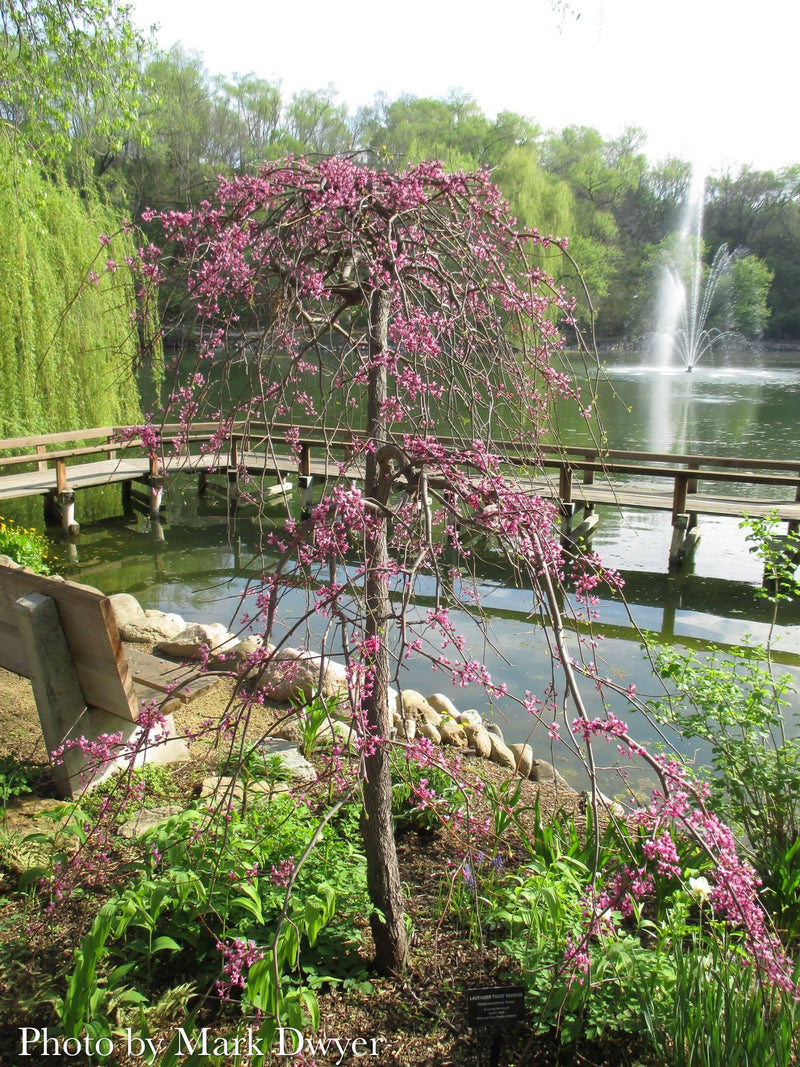 Cercis canadensis ‘Lavender Twist®’ Eastern Redbud Tree