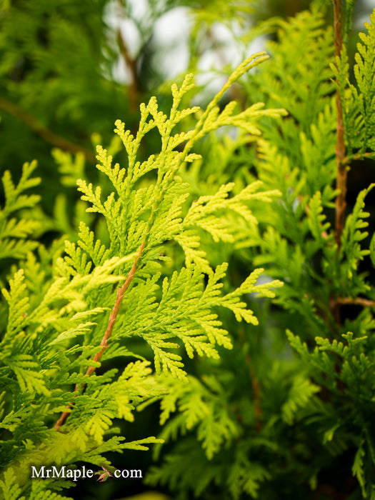 Thuja occidentalis 'Kost's Gold' Eastern Arborvitae