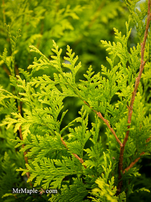 Thuja occidentalis 'Kost's Gold' Eastern Arborvitae