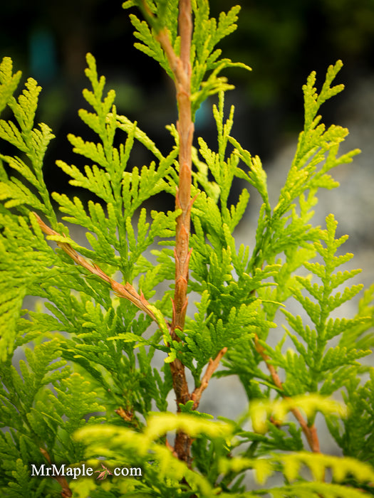 Thuja occidentalis 'Kost's Gold' Eastern Arborvitae