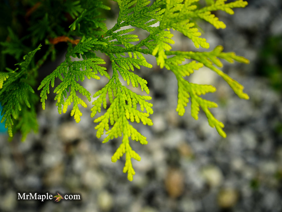 Thuja occidentalis 'Kost's Gold' Eastern Arborvitae