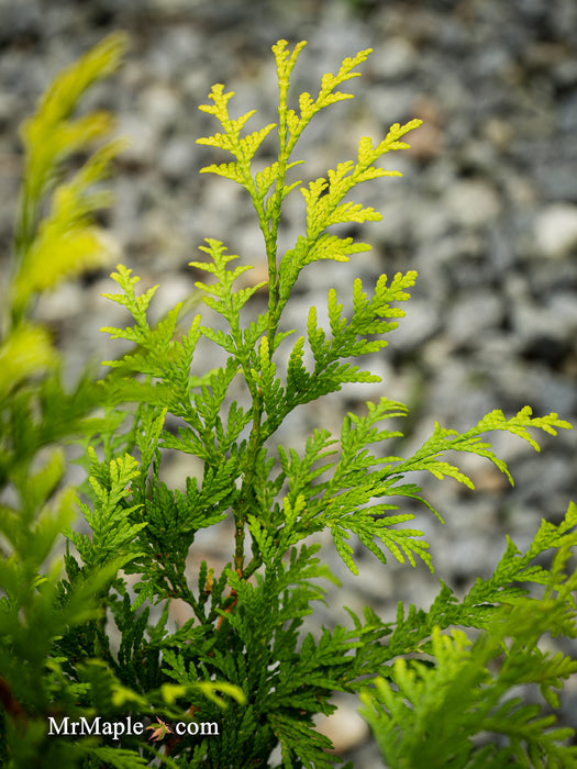 Thuja occidentalis 'Kost's Gold' Eastern Arborvitae