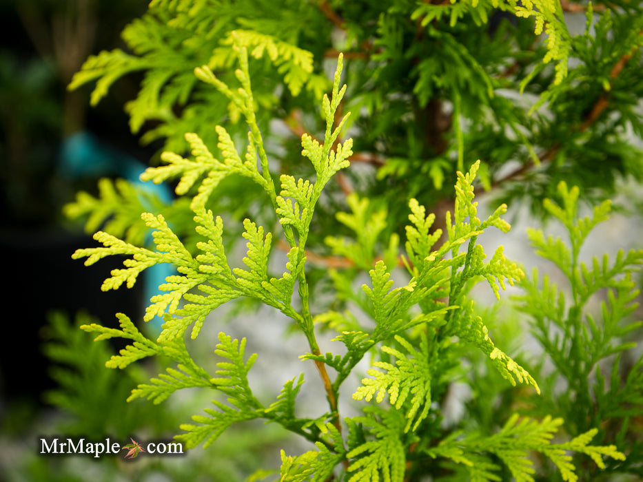 Thuja occidentalis 'Kost's Gold' Eastern Arborvitae